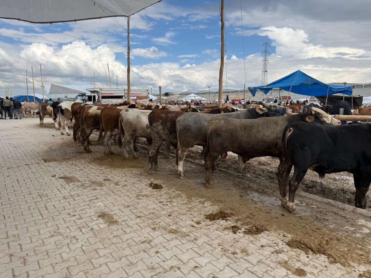 Konya’da arefe yoğunluğu! Kurban pazarlarında sıkı pazarlık yapılıyor 2